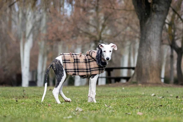 Baby Spaanse Grijze Hond Met Een Jas Zijn Eigenaar — Stockfoto