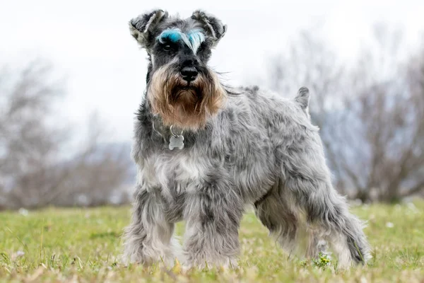 Salt Pepper Schnauzer Blue Coloured Eyebrows — Stock Photo, Image