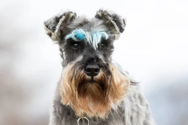 Zout Peper Schnauzer Met Blauw Gekleurde Wenkbrauwen — Stockfoto