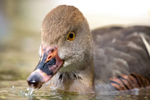 Pato Assobiador Também Conhecido Como Pato Assobiador Relva Dendrocygna Eytoni — Fotografia de Stock