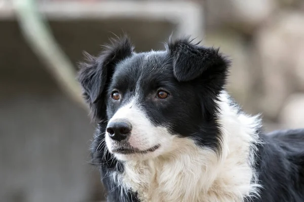 Vrouwelijke Border Collie Hond — Stockfoto