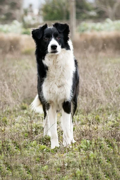 Feminino Border Collie Cão — Fotografia de Stock