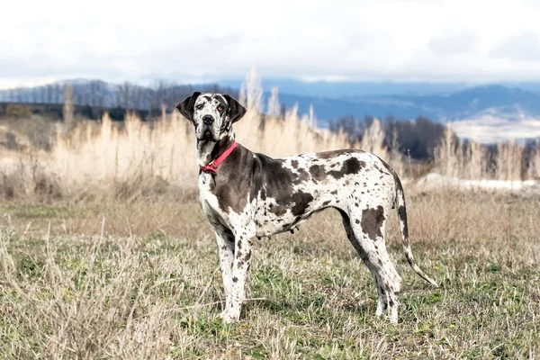 Vrouwelijke Harlekijn Grote Deen Ook Wel Duitse Mastiff Genoemd — Stockfoto