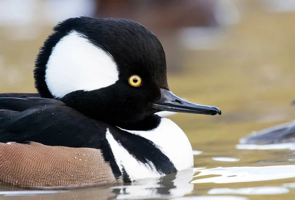 Male Hooded Merganser Lophodytes Cucullatus — Stock Photo, Image