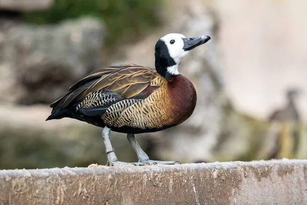 White Faced Whistling Duck Dendrocygna Viduata — Stock Photo, Image