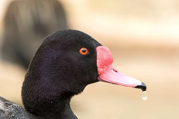 Rosybill Pochard Duck Netta Peposaca — Fotografia de Stock