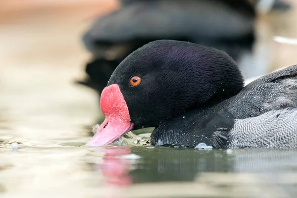 Rosybill Pochard Duck Netta Peposaca — Fotografia de Stock