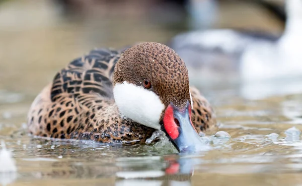 White Cheeked Pintail Anas Bahamensis Also Known Bahama Pintail — Stock Photo, Image