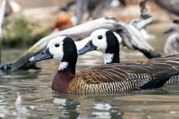 White Faced Whistling Duck Dendrocygna Viduata — Stock Photo, Image