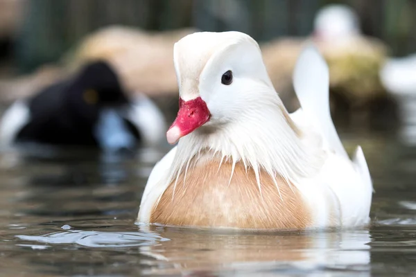 Albino Male Mandarin Duck Aix Galericulata — Stock Photo, Image