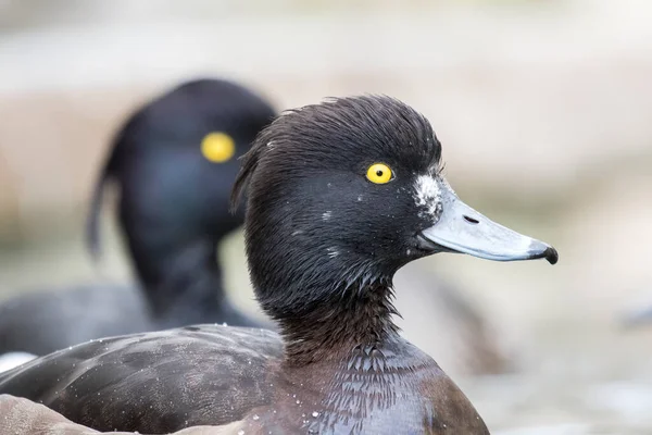 Casal Pato Adornado Aythya Fuligula — Fotografia de Stock