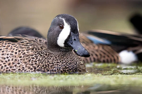 Teal Błękitnoskrzydły Anas Disors Obrazy Stockowe bez tantiem