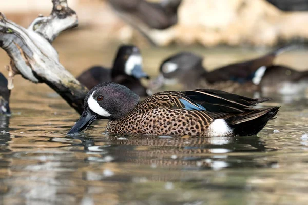 Teal Błękitnoskrzydły Anas Disors Obrazy Stockowe bez tantiem