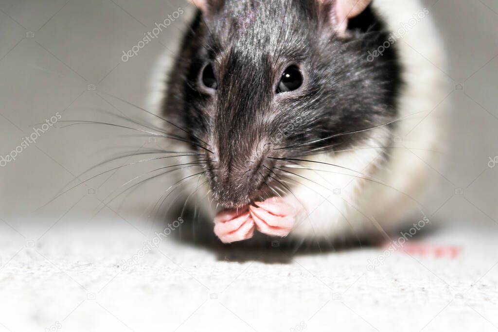 Adult female rat eating.