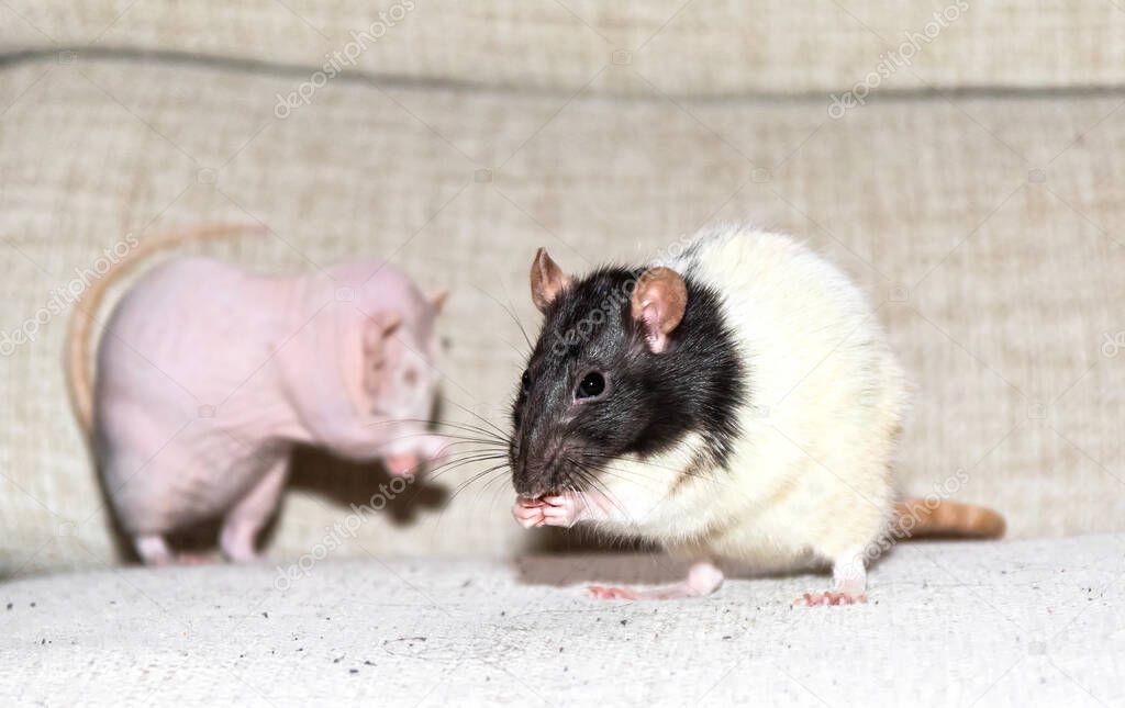 Female rats eating and cleaning itselves.