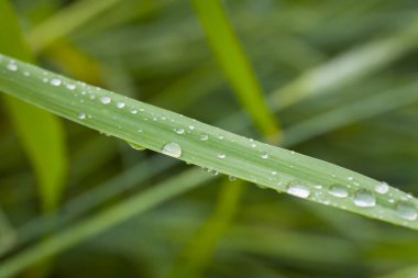 Yeşil yaprak ve su damlası kapat