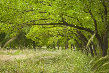 Yeşil kayısı ağaçlarının yatay arka plan fotoğraf fotoğraf.