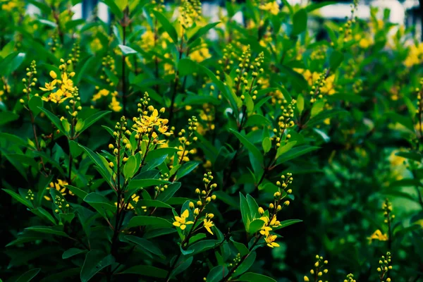 Flores Amarillas Florecen Por Mañana — Foto de Stock