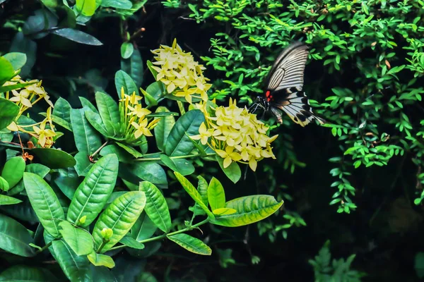 Hermosa Mariposa Jardín Flores — Foto de Stock