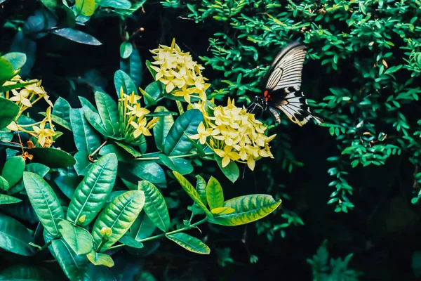 Hermosa Mariposa Jardín Flores —  Fotos de Stock