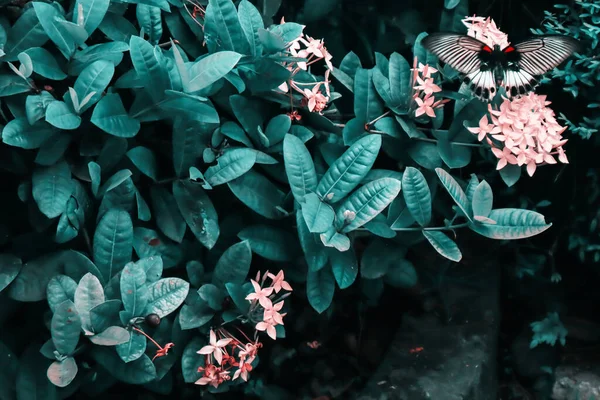 Schöner Schmetterling Blumengarten — Stockfoto