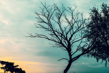 Kumsaldaki yaşlı ağaç Güzel akşam gökyüzünün altında