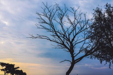 Kumsaldaki yaşlı ağaç Güzel akşam gökyüzünün altında