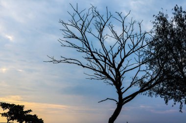 Kumsaldaki yaşlı ağaç Güzel akşam gökyüzünün altında