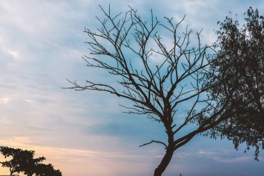 Kumsaldaki yaşlı ağaç Güzel akşam gökyüzünün altında