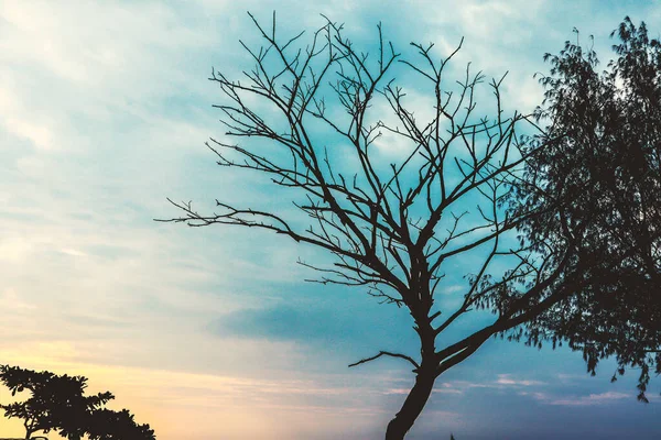 Kumsaldaki yaşlı ağaç Güzel akşam gökyüzünün altında