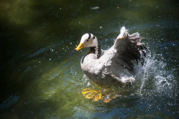 Macho Mallard Pato Drake Espirrando Água Enquanto Limpa — Fotografia de Stock