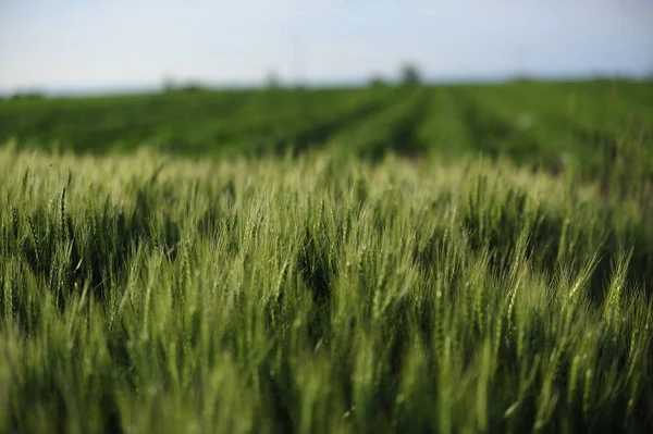 Зеленое Пшеничное Поле Солнечный День — стоковое фото
