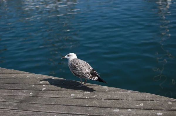 Seagull Sits Dock Blue Sea — Stock Photo, Image