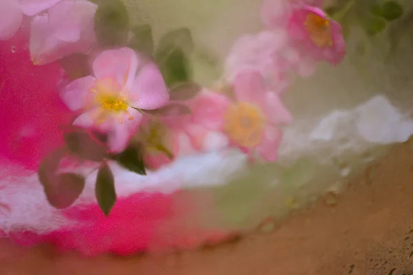 Wiosna Dziki Kwiat Róży Kroplami Wody Płatkach Tło Kwiatowe Lub — Zdjęcie stockowe
