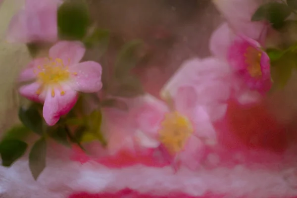 Primavera Flor Rosa Selvagem Com Gotas Água Pétalas Fundo Floral — Fotografia de Stock