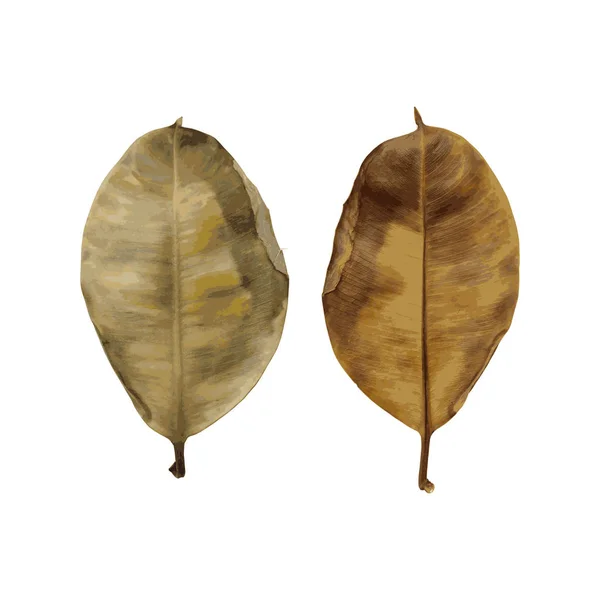 Colagem de belas folhas marrons de outono — Vetor de Stock