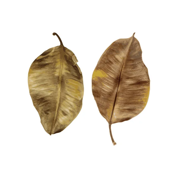 아름다운 가을 갈색 잎의 콜라주 — 스톡 벡터