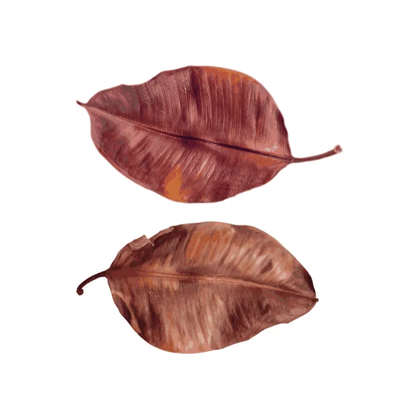 Collage af smukke efterår brune blade – Stock-vektor