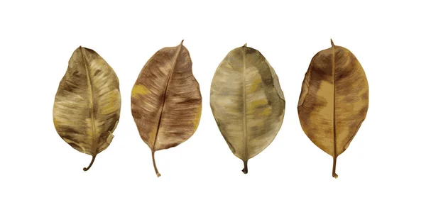 아름다운 가을 갈색 잎의 큰 콜라주 — 스톡 벡터
