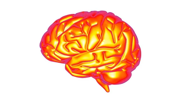 熱い脳3Dレンダリング — ストック写真