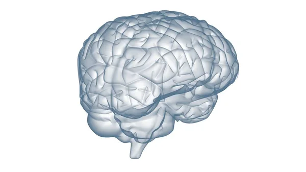 Tęczowe Gradienty Mózgu — Zdjęcie stockowe