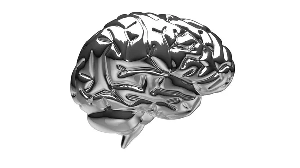 Silver Brain Render — Stock Photo, Image