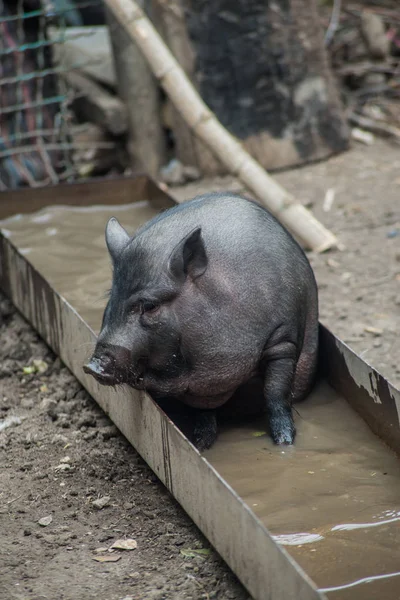 Чёрная Вьетнамская Свинья Плавает Корыте Крупным Планом Деревня — стоковое фото