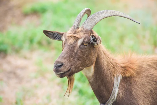 Gros Plan Sur Chèvre Cornes Campagne Pâturage Chèvres Dans Pré — Photo