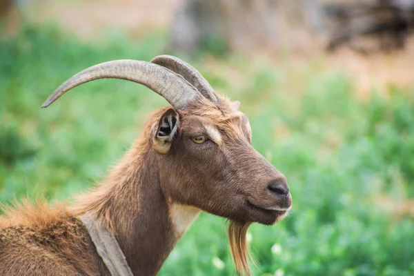 Gros Plan Sur Chèvre Cornes Campagne Pâturage Chèvres Dans Pré — Photo