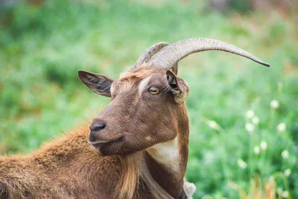 Boynuzlu Keçi Yakın Çekim Kırsal Bir Çayırda Otlatma Keçi Çiftliği — Stok fotoğraf