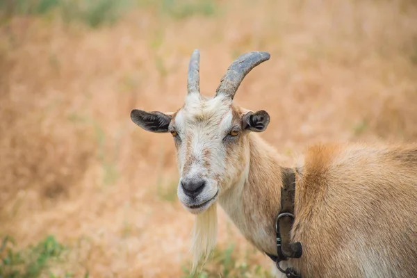 Boynuzlu Keçi Yakın Çekim Kırsal Bir Çayırda Otlatma Keçi Çiftliği — Stok fotoğraf