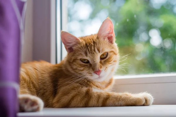 Lindo Gatito Jengibre Acostado Alféizar Ventana Acogedor Fondo Casero Con — Foto de Stock