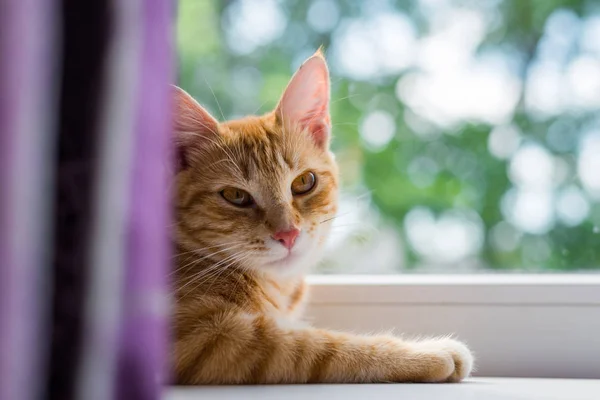 Lindo Gatito Jengibre Acostado Alféizar Ventana Acogedor Fondo Casero Con — Foto de Stock