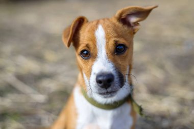 Küçük bir köpek portresi. Köpek kırsal kesimde.